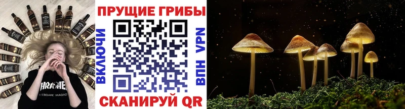 маркетплейс официальный сайт Когалым Псилоцибиновые грибы Psilocybine cubensis